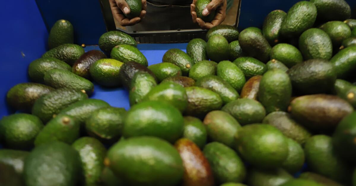 A worker selects avocados at a packing plant in Uruapan, Mexico, Wednesday, Feb. 16, 2022. Mexico has acknowledged that the U.S. government has suspended all imports of Mexican avocados after a U.S. plant safety inspector in Mexico received a threat. (AP Photo/Armando Solis)