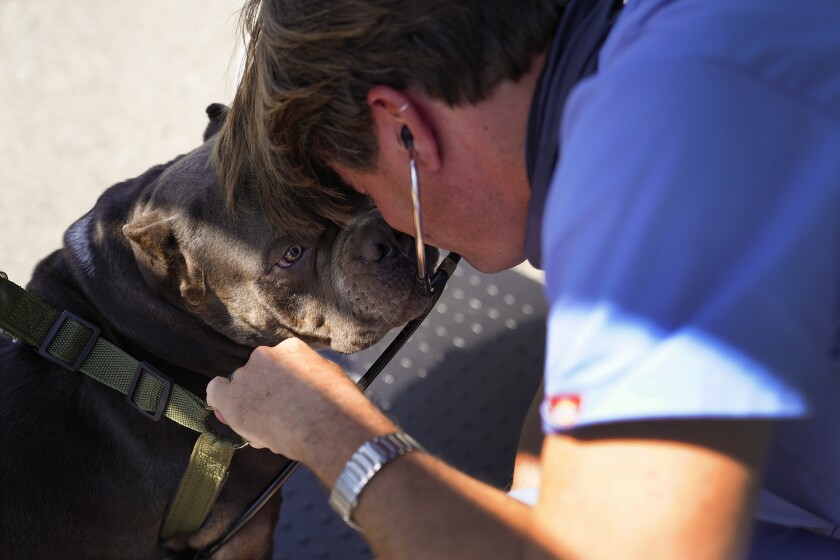 A man in scrubs leans down to press a stethoscope to a stocky brown dog's chest