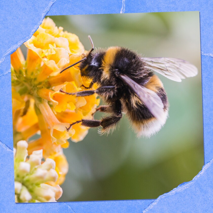 Closeup of a bumblebee on a flower.