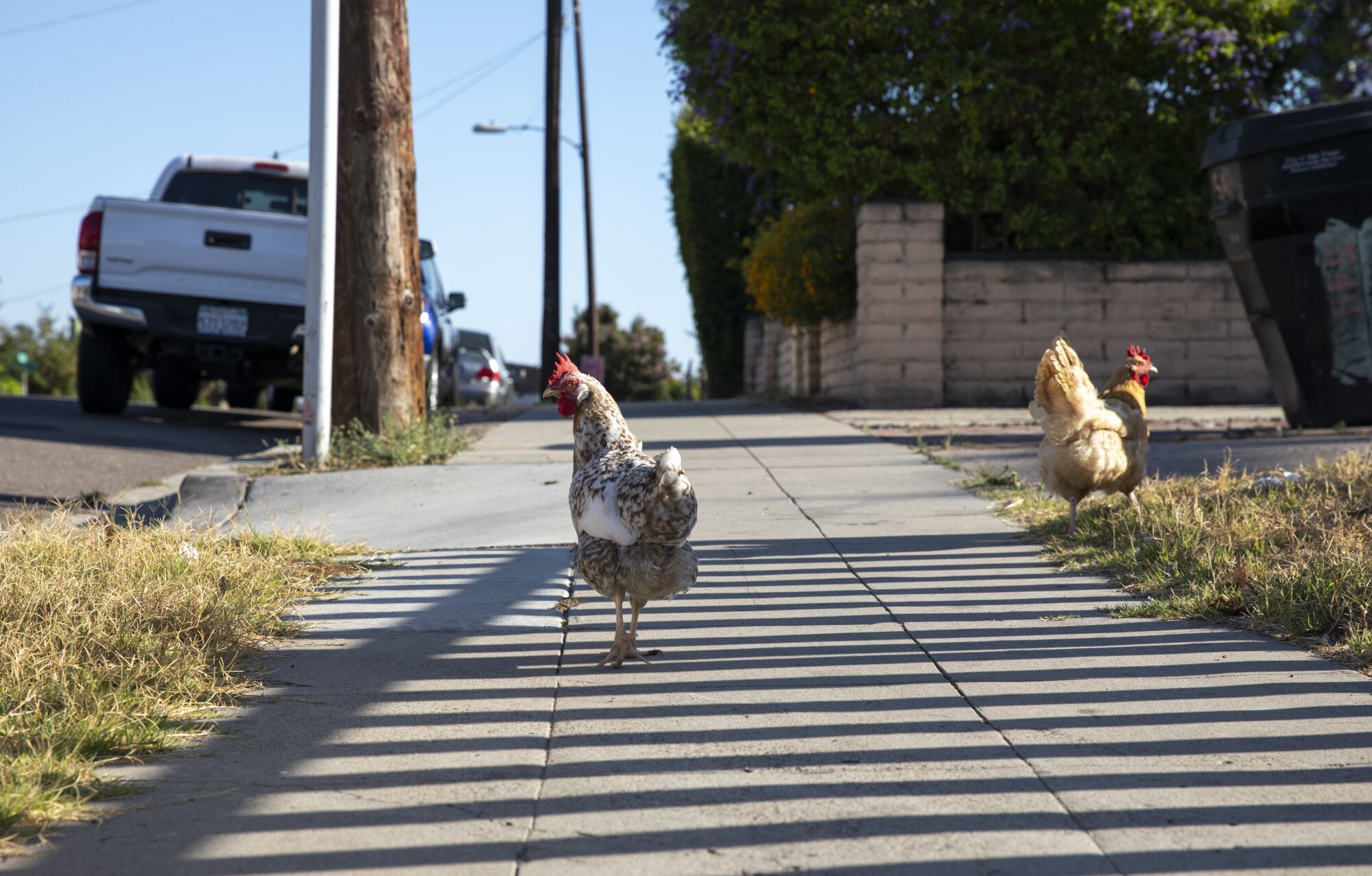 Chickens roam the sidewalk in the Mountain View neighborhood.