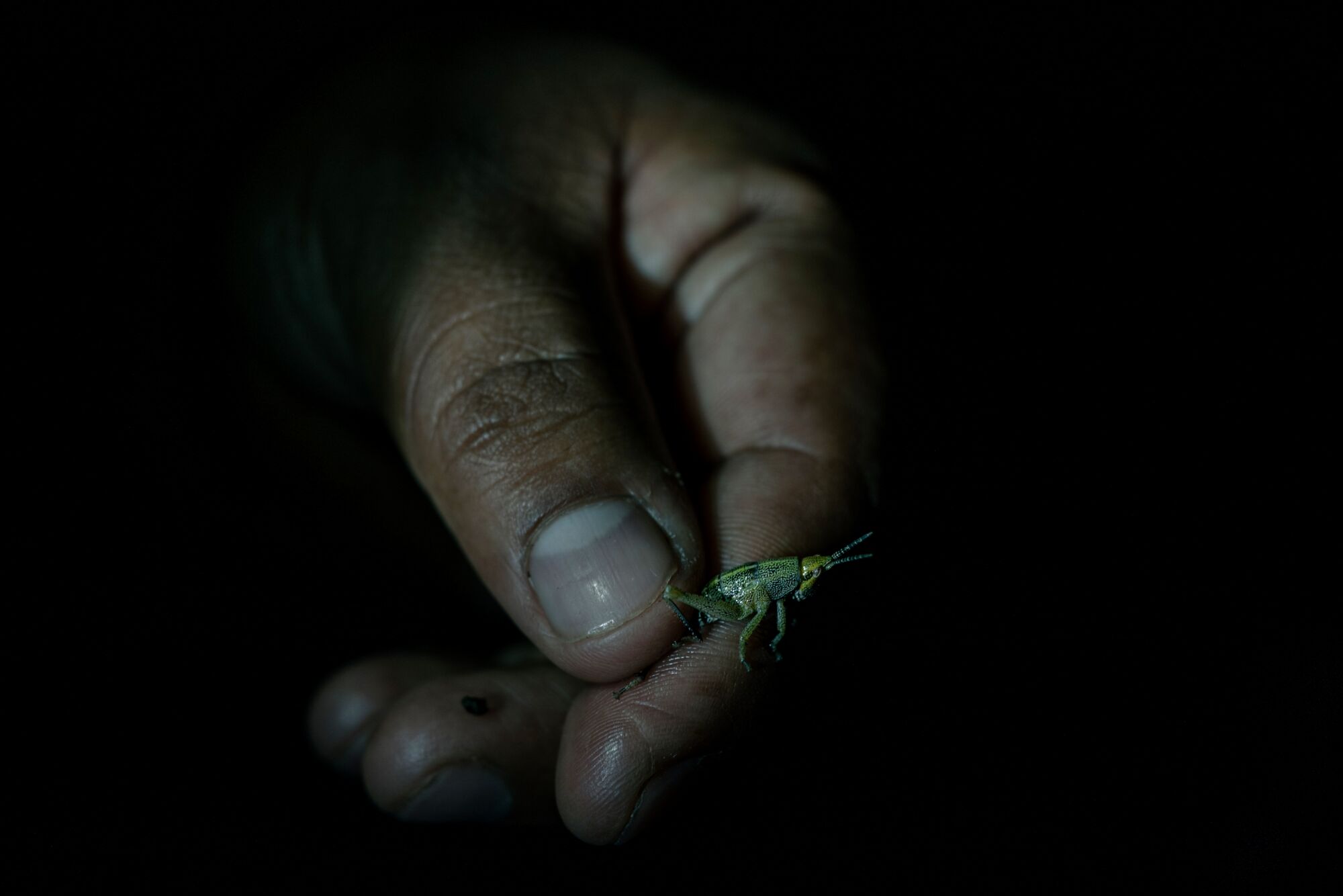 Felipe Garcia Perez, 33, holds a grasshopper