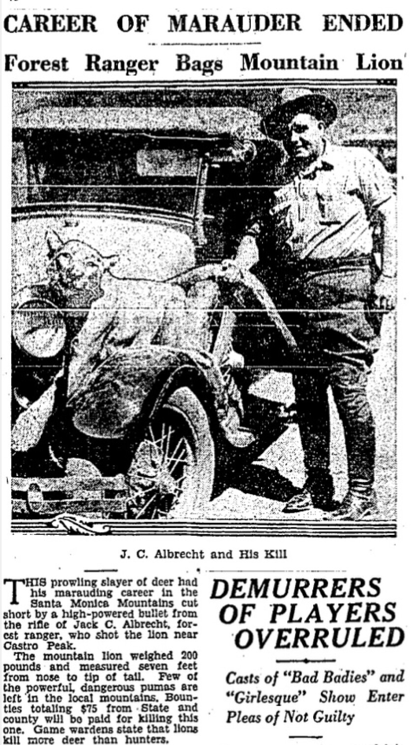 Forest ranger J.C. Albrecht is shown with a slain cougar. The headline reads: "Career of marauder ended"