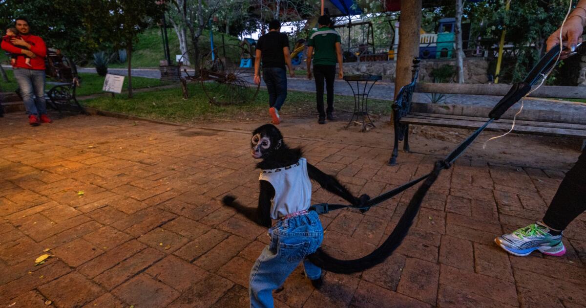 Culiacan, Sinaloa - December 13: Emilia is a two-year-old spider monkey who wears jeans, crop tops, and Armani perfume, on Wednesday, Dec. 13, 2023, in Culiacan, Mexico. It is illegal in Mexico to own spider monkeys, which are critically endangered and are trafficked from jungles in the country's south. That hasn't stopped anyone here in Culiacan, a city in northern Mexico home to one of the world's most powerful drug cartels that is known for often ostentatious displays of wealth. (Francine Orr / Los Angeles Times)
