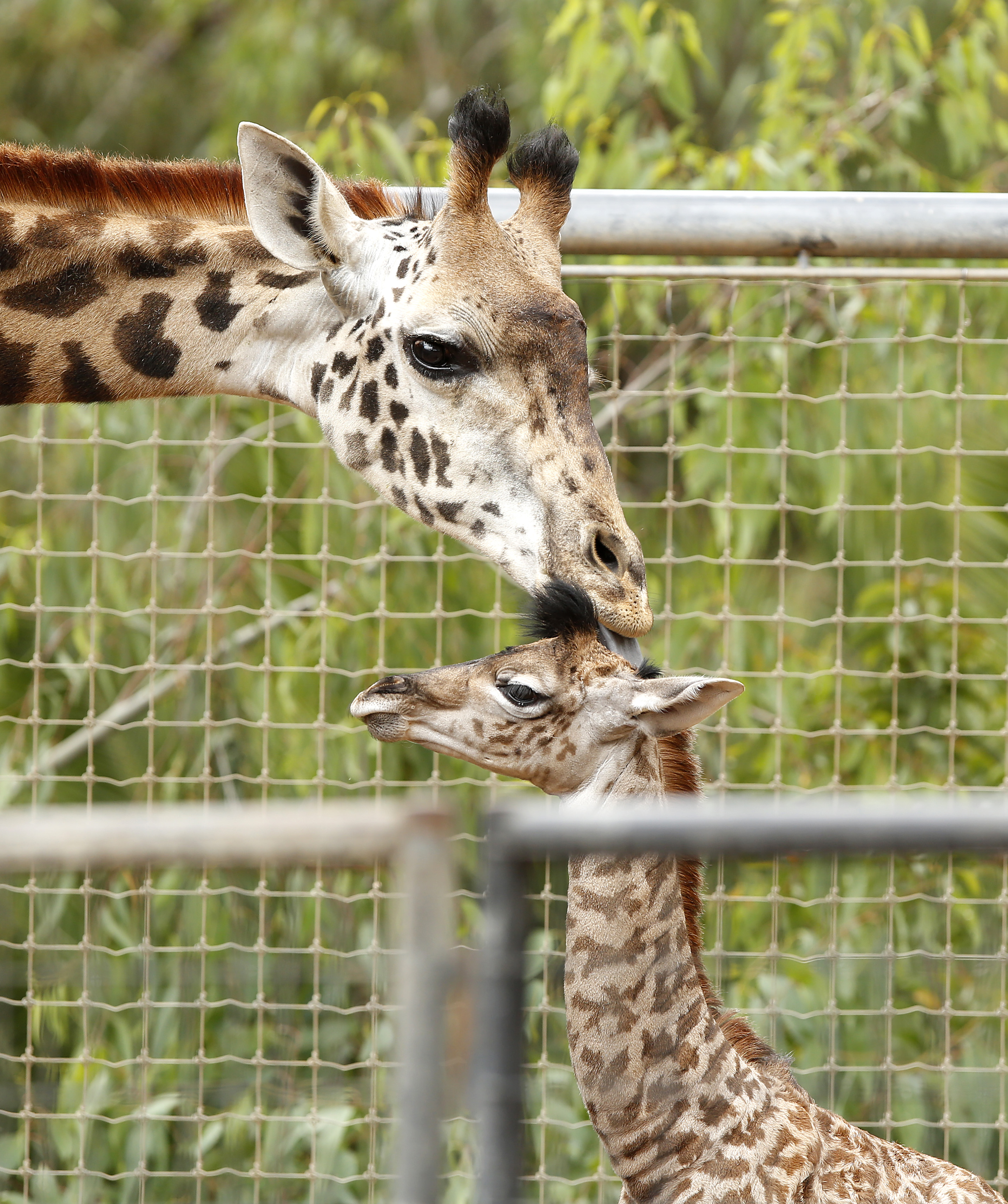 Another giraffe born at the San Diego Zoo -- this time it's a girl