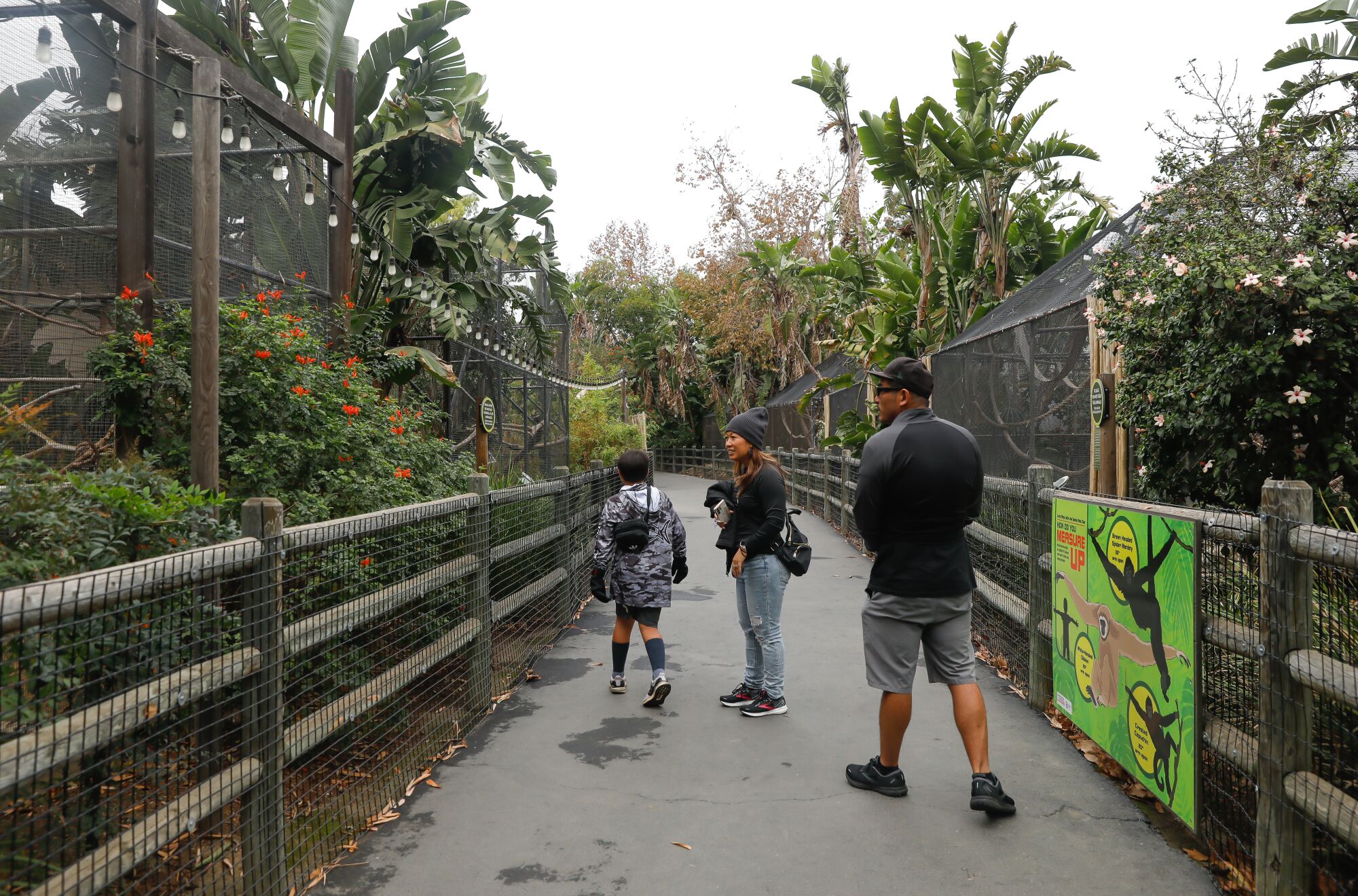 Visitors walk down a path surrounded by vegetation with fences on either side