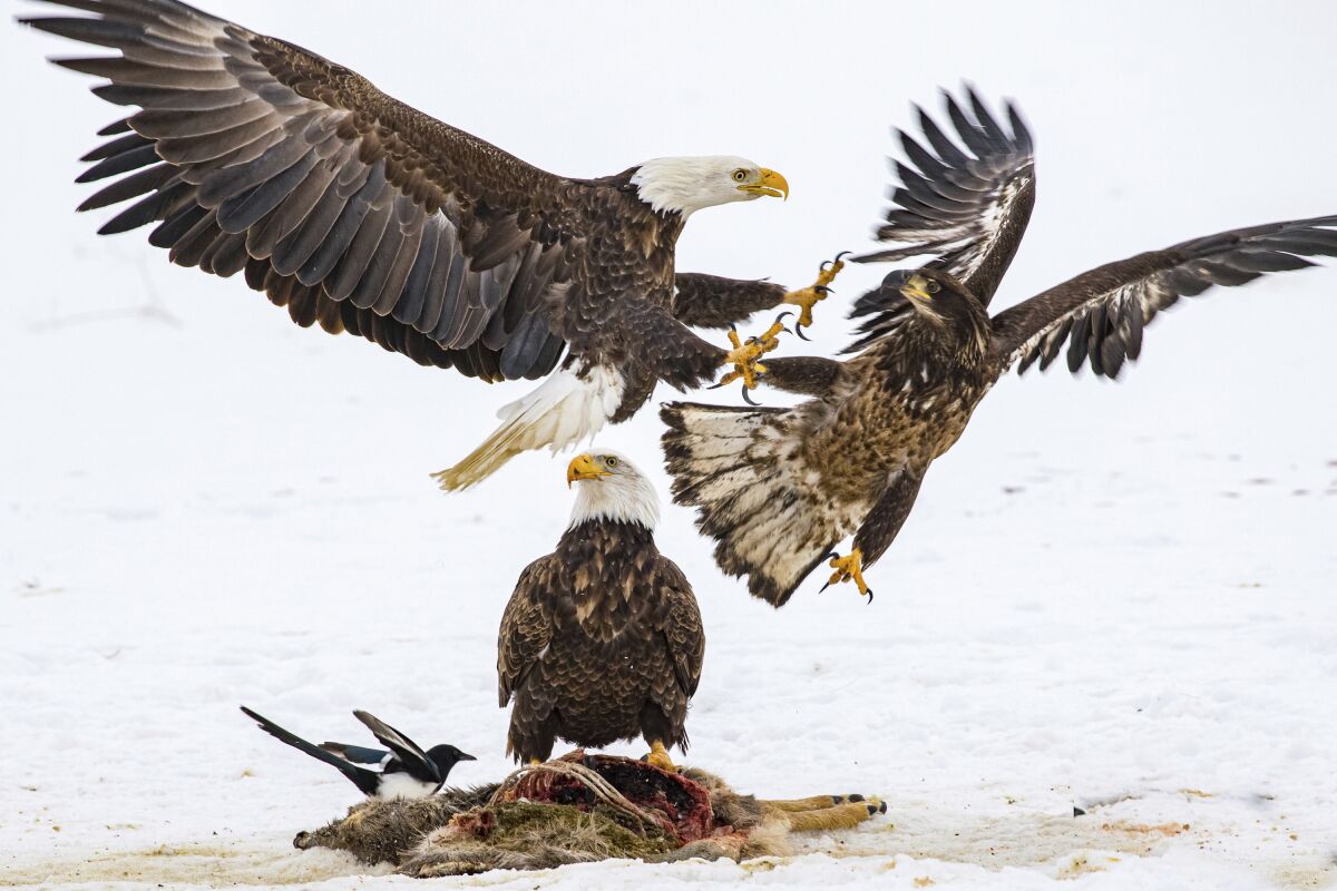 Bald eagles compete for a deer carcass in Montana. 