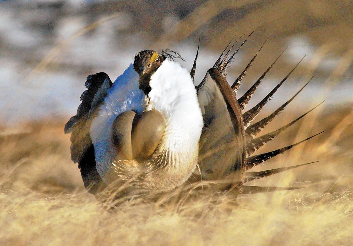 A male sage grouse, chest puffed out, struts during its annual mating ritual.