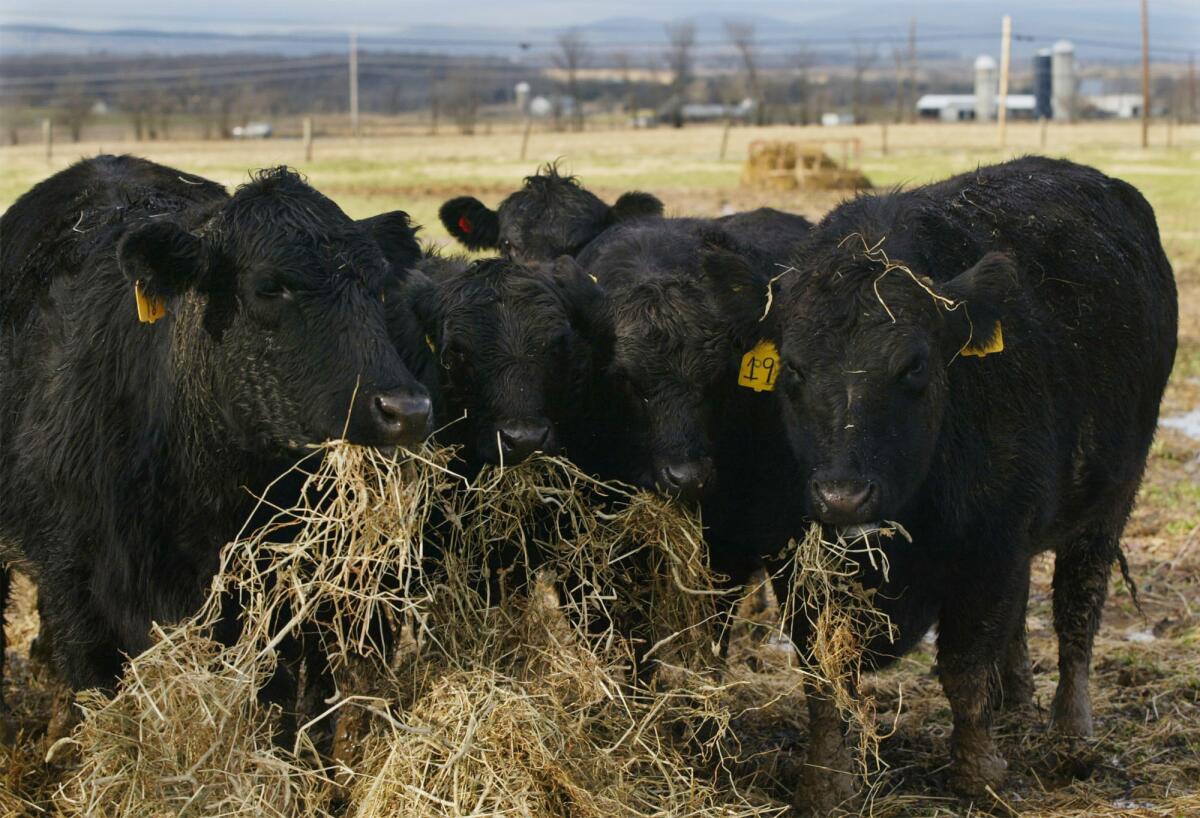 Cattle eating hay