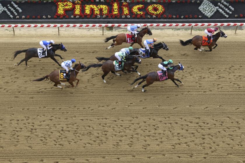 Horses compete during an undercard dirt track race ahead of the Preakness Stakes horse race at Pimlico Race Course, Saturday, May 20, 2023, in Baltimore. (AP Photo/Julia Nikhinson)