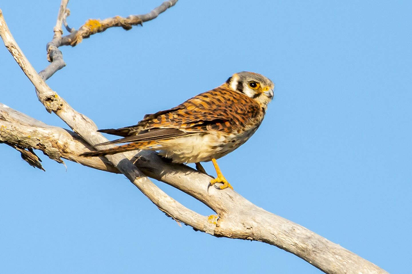 An American kestrel, a small falcon, perches high above the fields to watch for a meal.