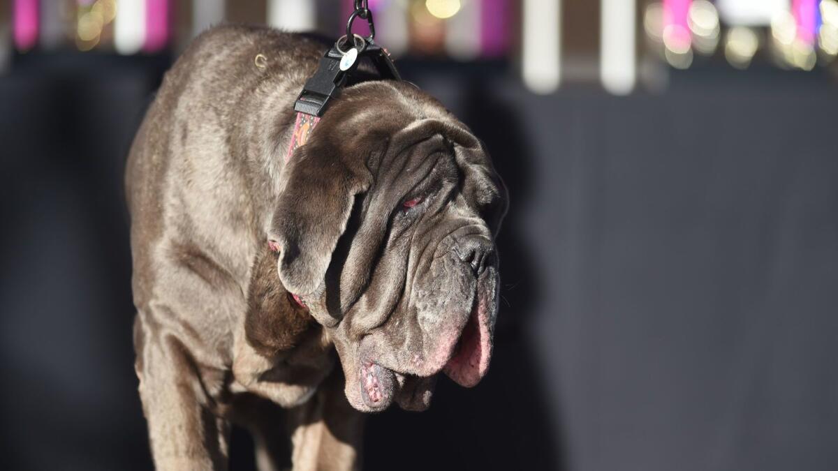 Last year's World's Ugliest Dog winner Martha, a Neapolitan mastiff, takes the stage.