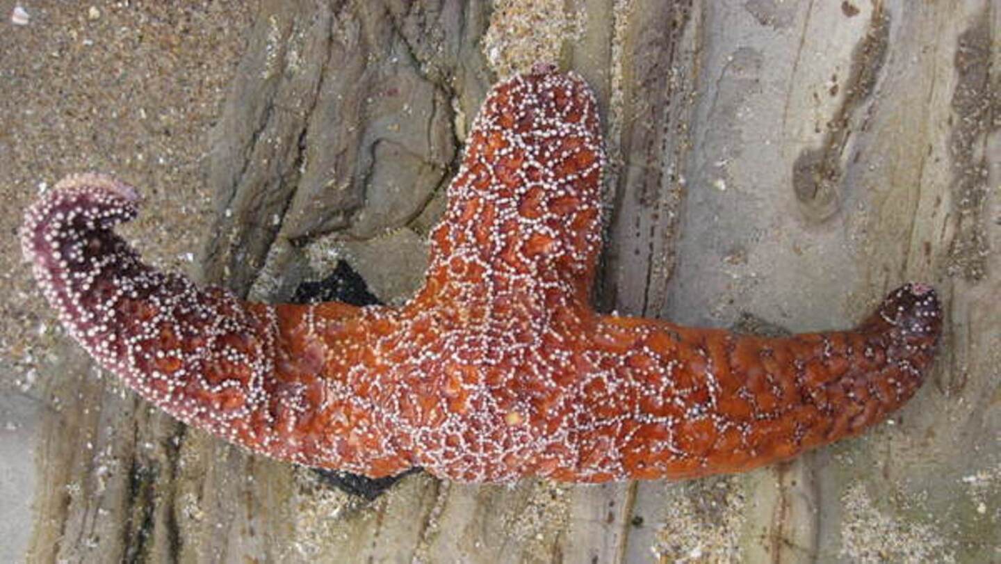 A sea star is missing two limbs.