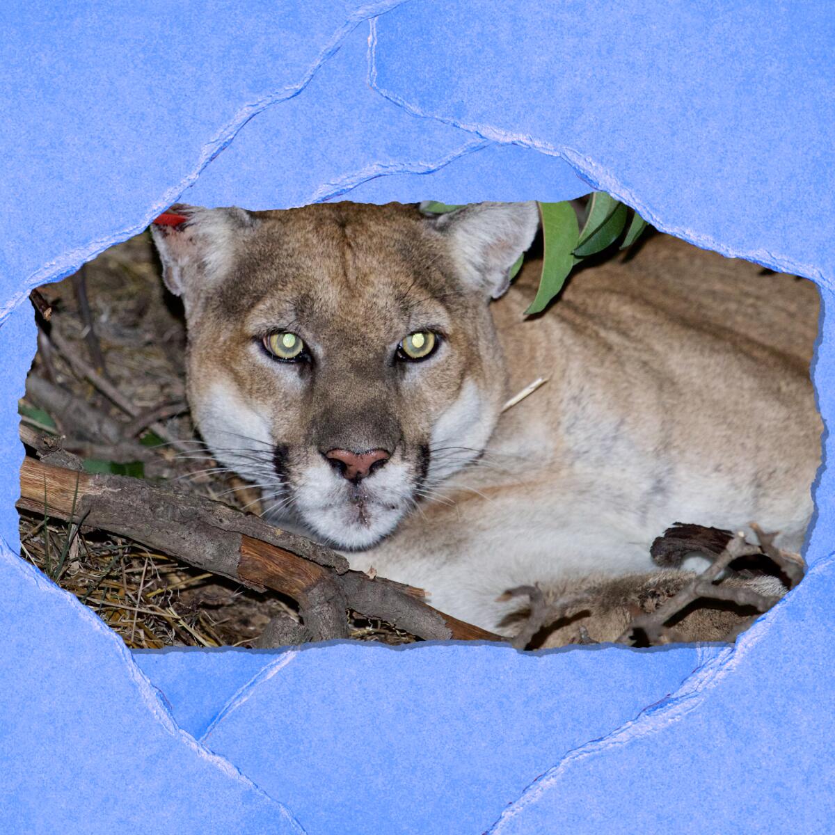 Closeup of a mountain lion's face.