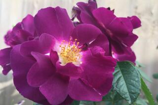 Rhapsody in Blue is a repeat flowering, disease resistant shrub rose that is fragrant. It blooms in clusters and has semi-double purple flowers with golden stamens. The bees love this rose.