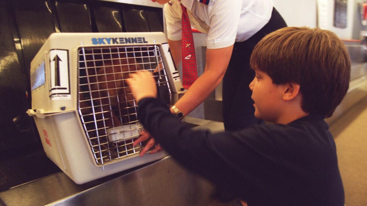 Chris Populus, 8, sees off the family dog, Dodger, as a United Airlines employee loads the dog for its flight to New York from John Wayne Airport.