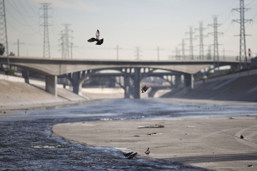 Pigeons fly over the Los Angeles River.