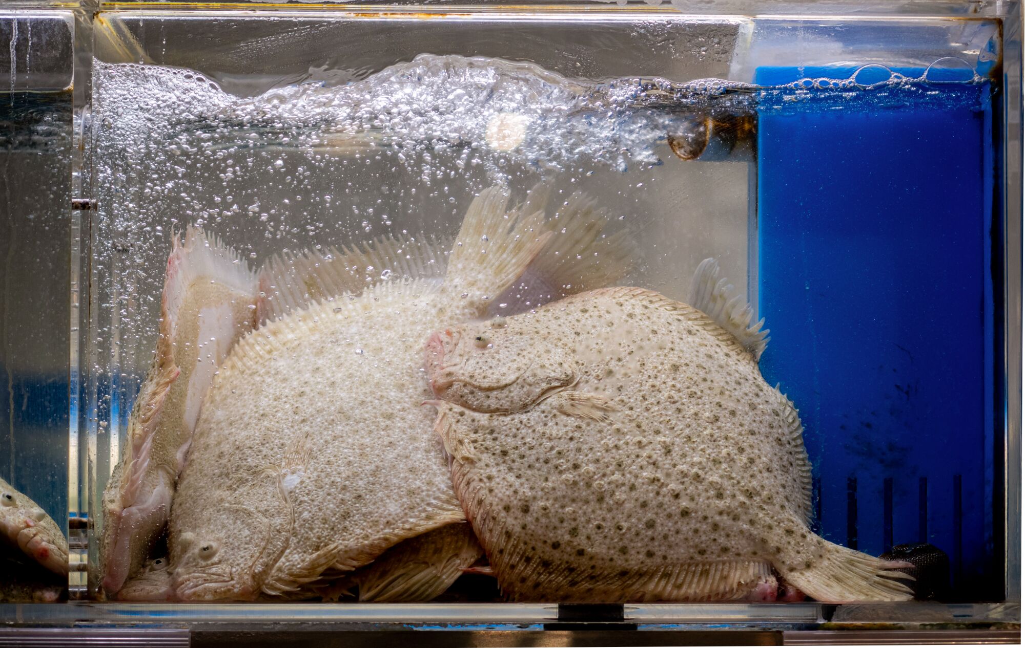 Live turbot swim in one of many fish tanks at the fish counter at a new 99 Ranch location.