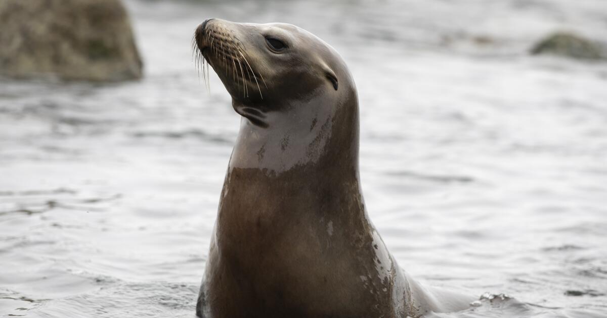 Best Time to See Seals and Sea Lions in San Diego 2023 