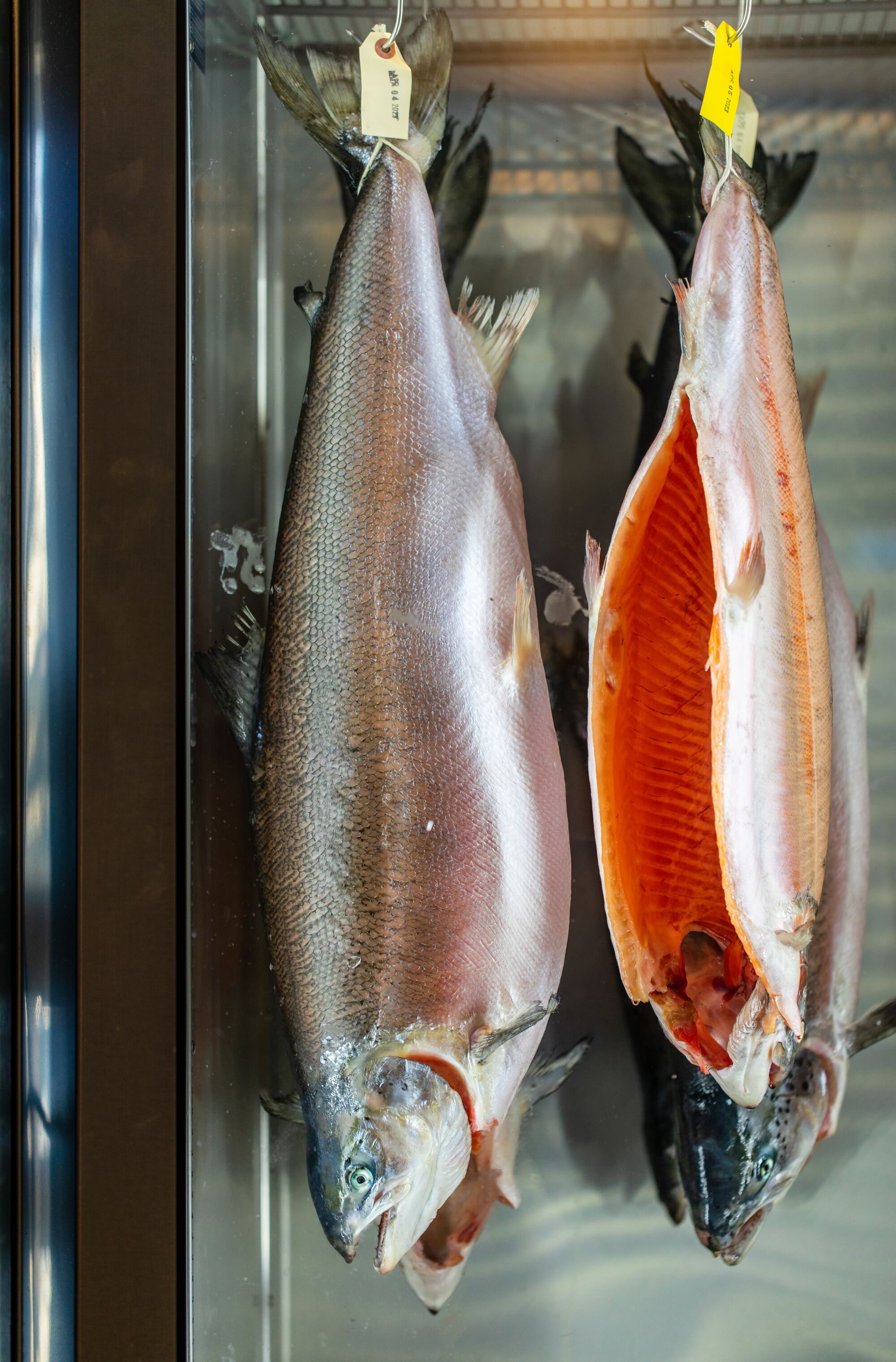 Scottish salmon, gutted and pink inside, hang upside down in a dry-aging fridge.