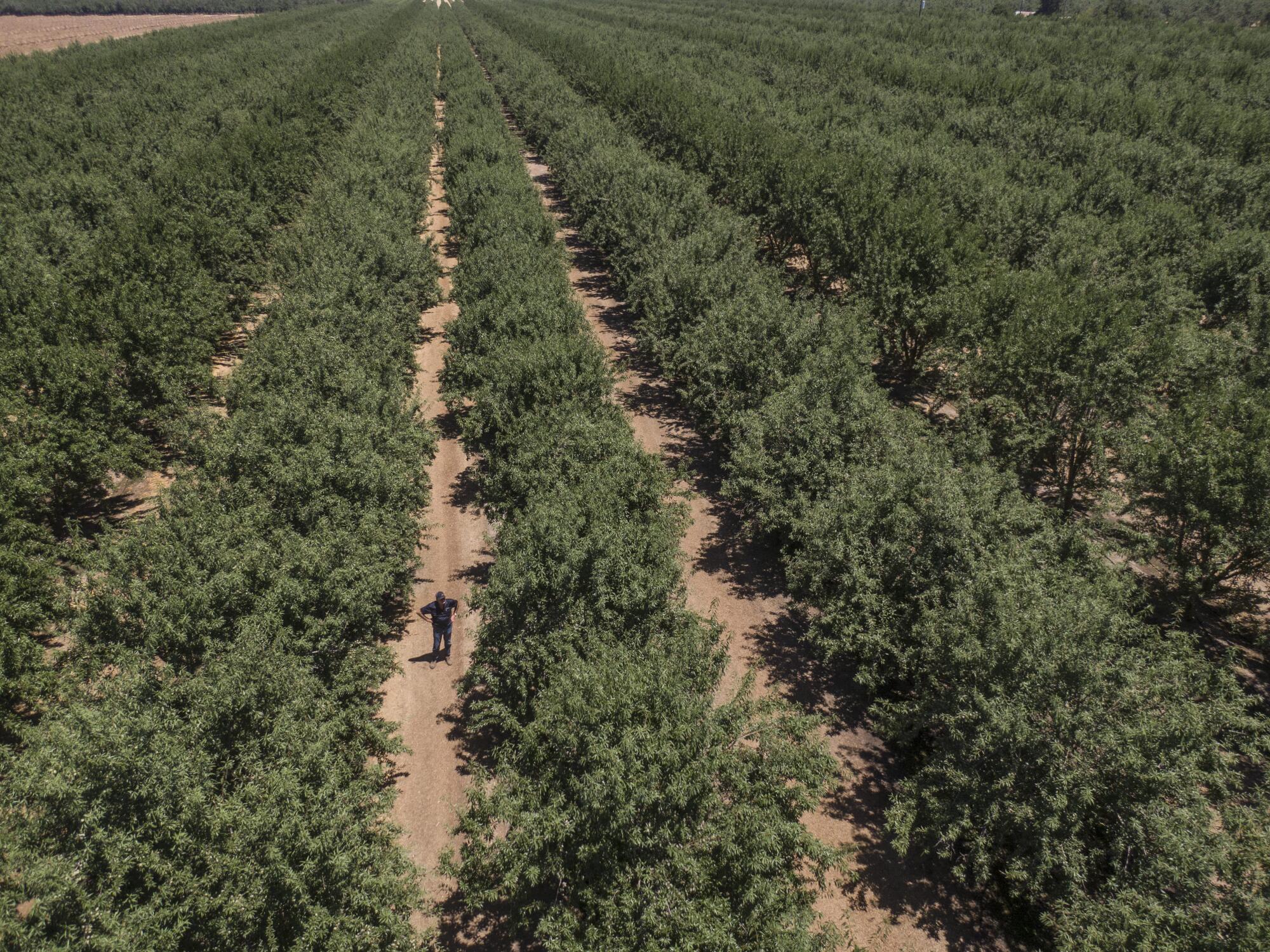 David Phippen walks through one of his producing almond orchards in Manteca.