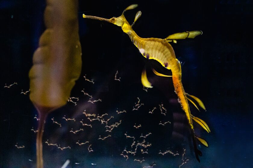A seadragon floats among the more than 70 seadragon hatchlings that recently emerged at Birch Aquarium.