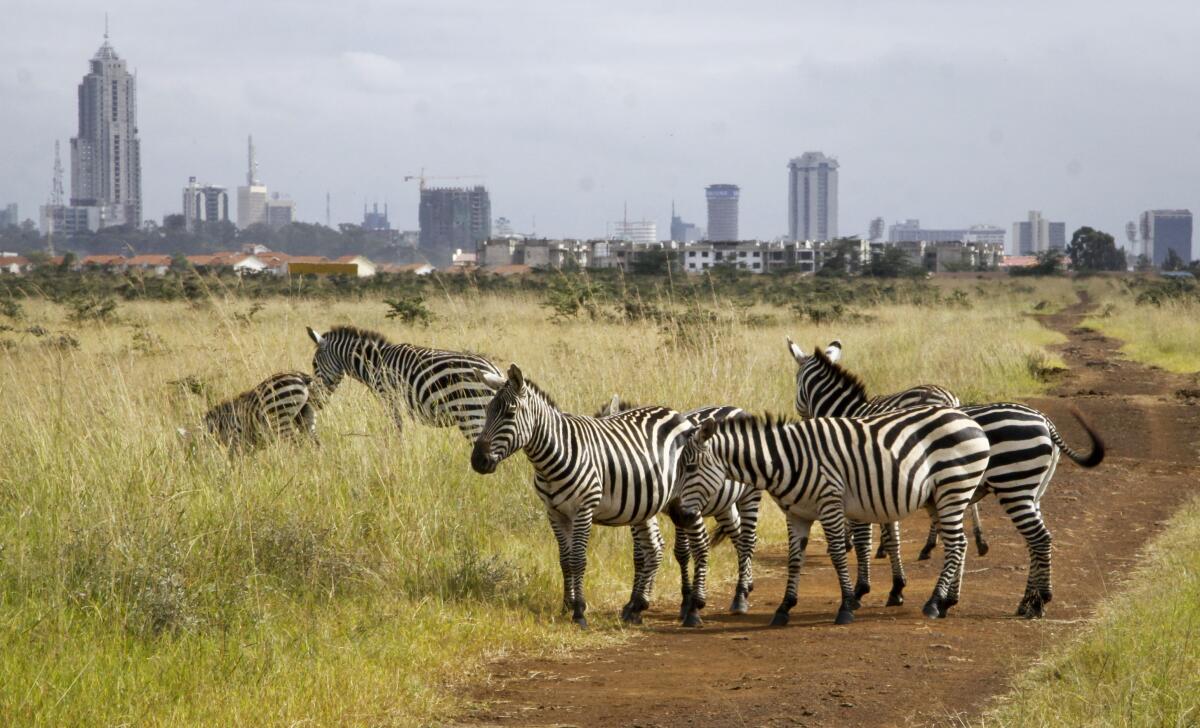 Wild animals' frequent trips to city