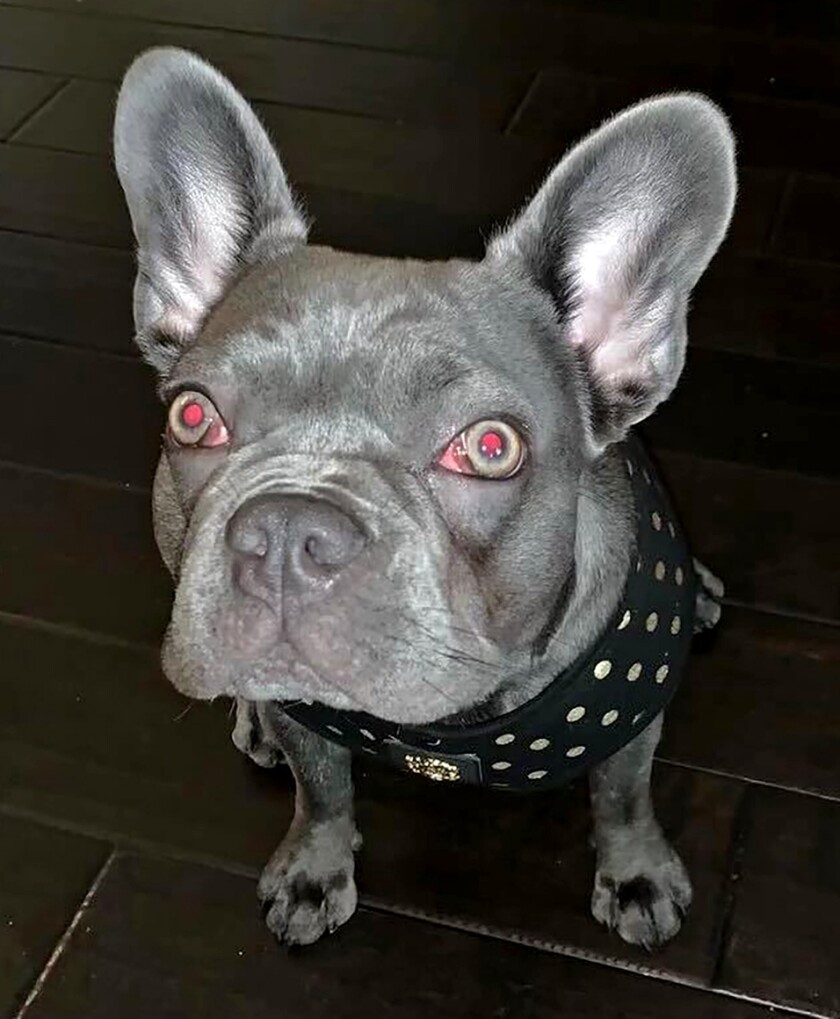 A French bulldog with a blue-gray coat