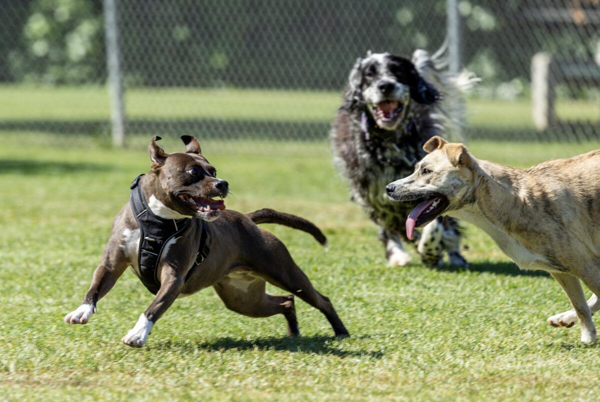 Three dogs romp at a park. 