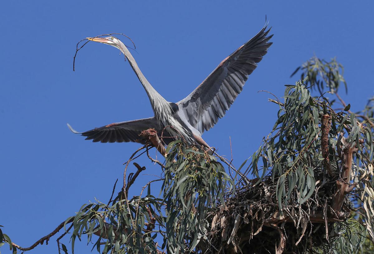 A great blue heron builds a nest.