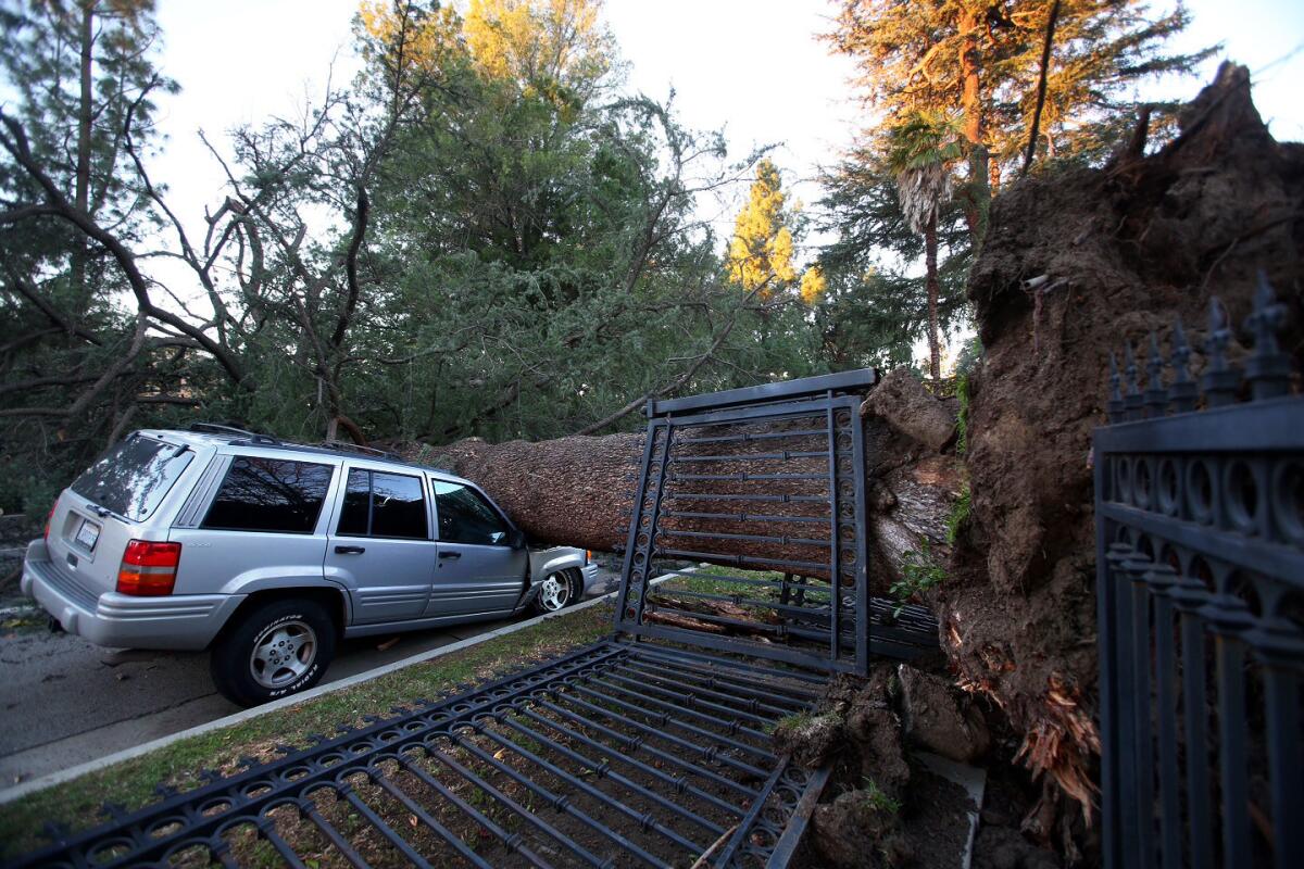 High winds toppled a massive tree onto an SUV across westbound lanes in the 13000 block of Chandler Avenue in Sherman Oaks on Friday morning.
