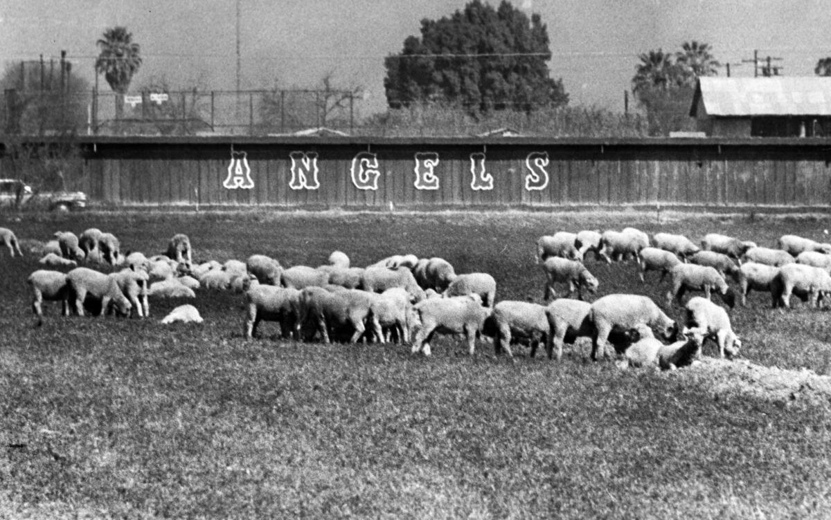 March 1972: Sheep graze in a field next to the Angels' spring training camp in Holtville, Calif.