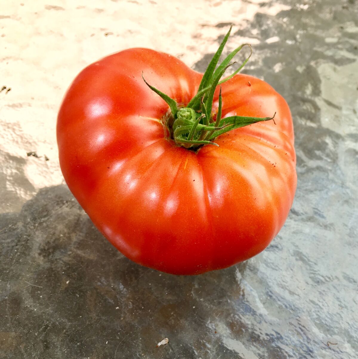 A Red Brandywine heirloom tomato should produce fruit that is genetically very similar.