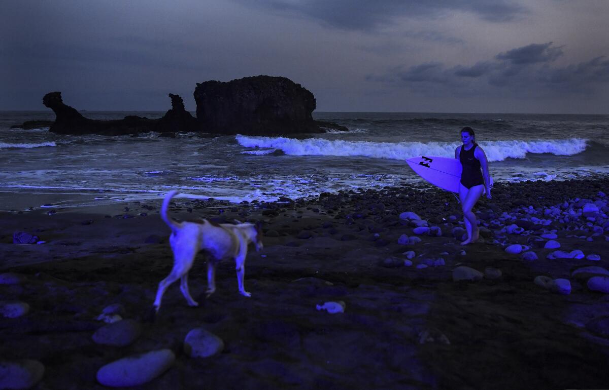 A surfer walking out of the water and a dog on the beach at dusk.