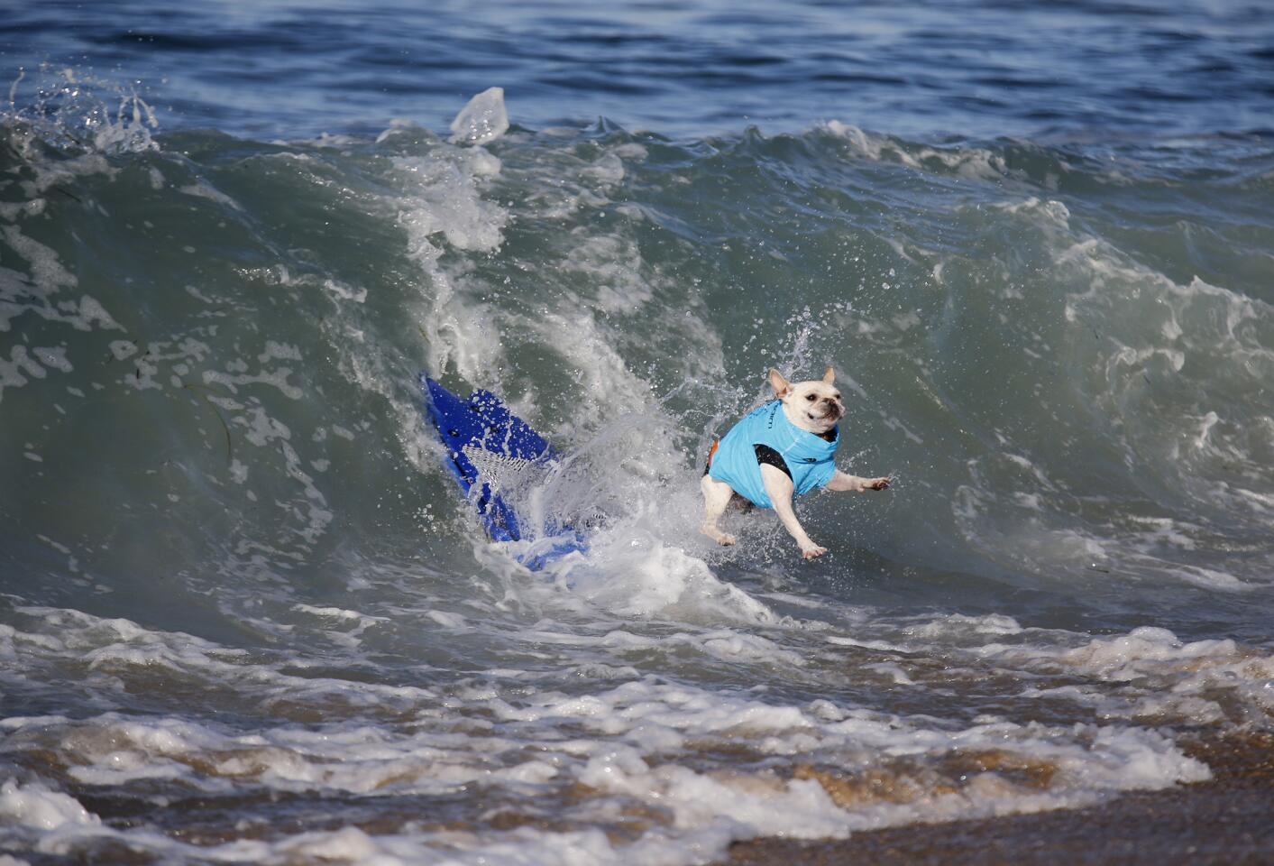 A dog bails off his board while riding a wave during the Surf City Surf Dog competition's small dog category Sunday at Dog Beach in Huntington Beach.