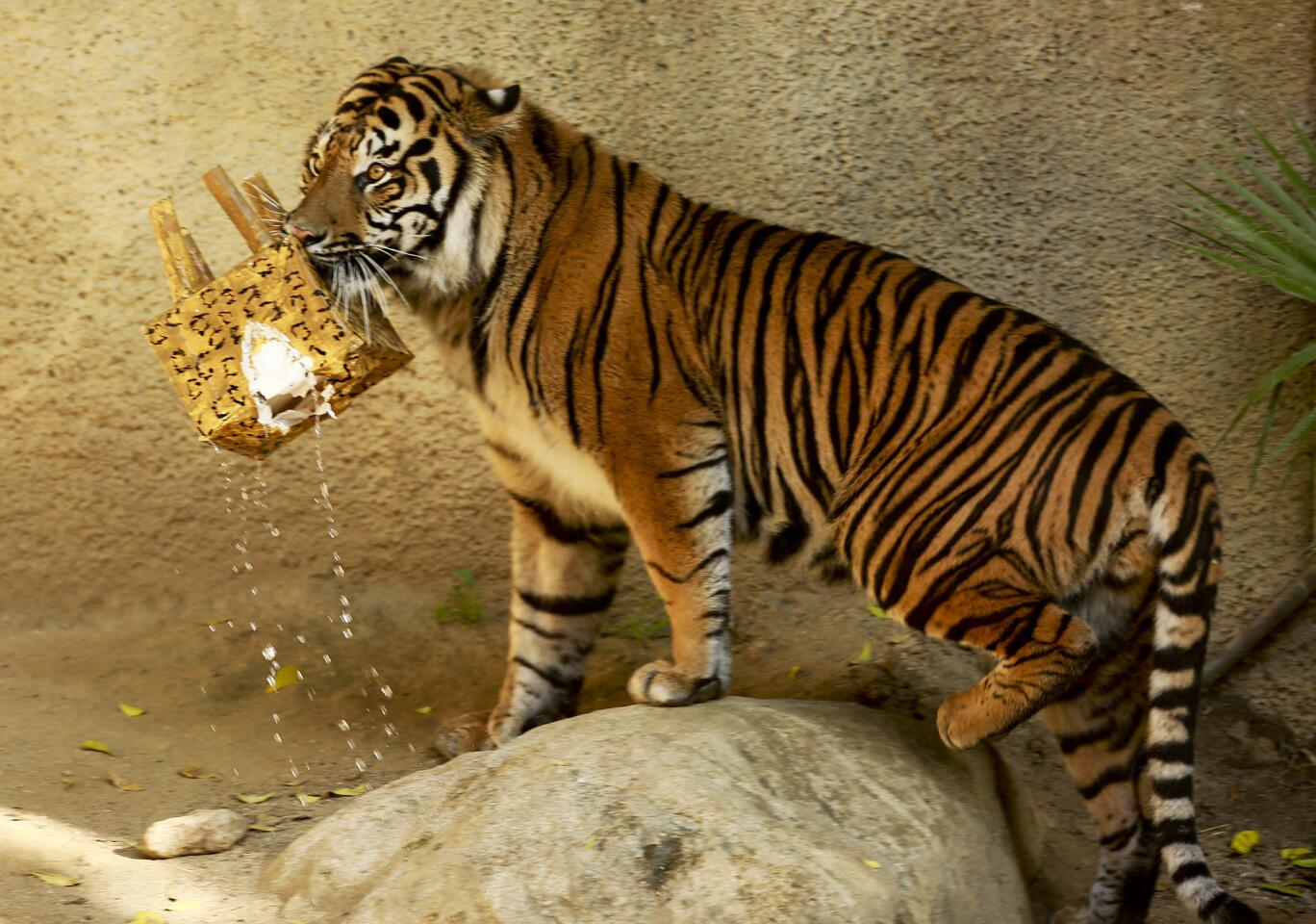 Sumatran tiger