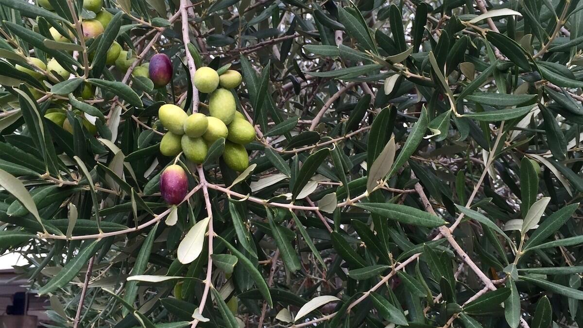 The 2015 Italian olive harvest is looking good.