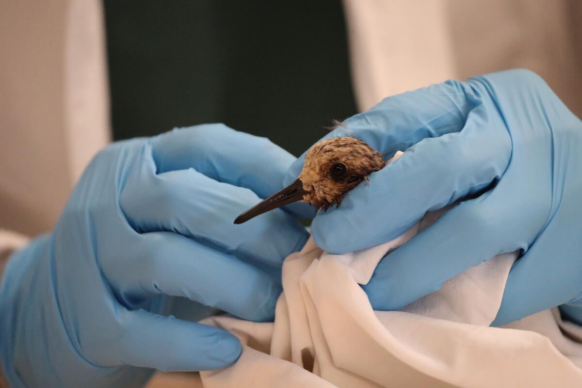 Dr. Duane Tom inspects an oiled sanderling Monday at the Wetlands & Wildlife Care Center in Huntington Beach.