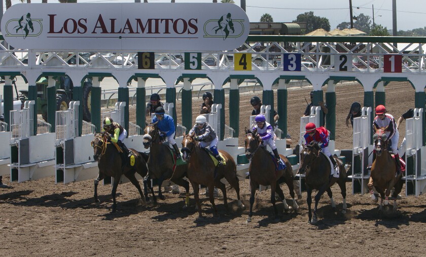 LOS ALAMITOS, CA - JULY 3, 2014: Thoroughbred horses bolt out of the starting gate in the first race.