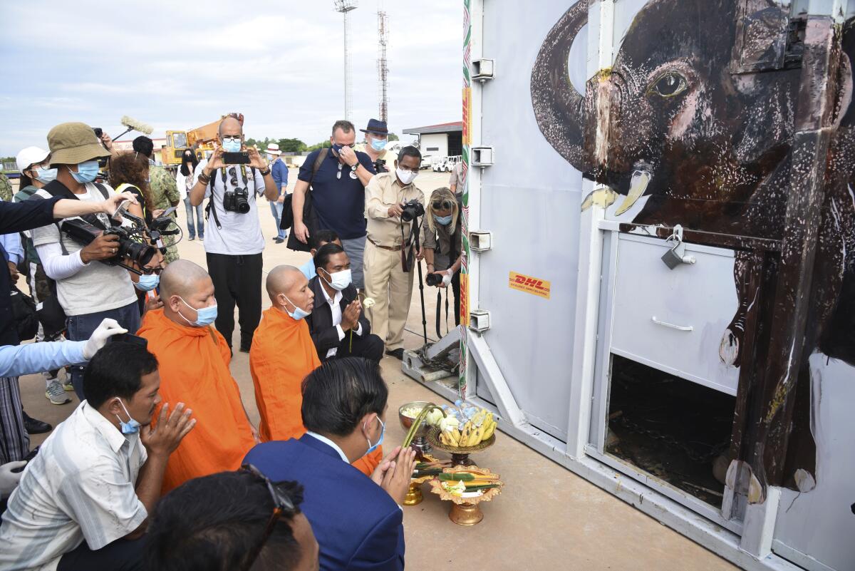 El contenedor que transporta a Kaavan, el elefante, es bendecido por monjes a su llegada a Camboya desde Pakistán.