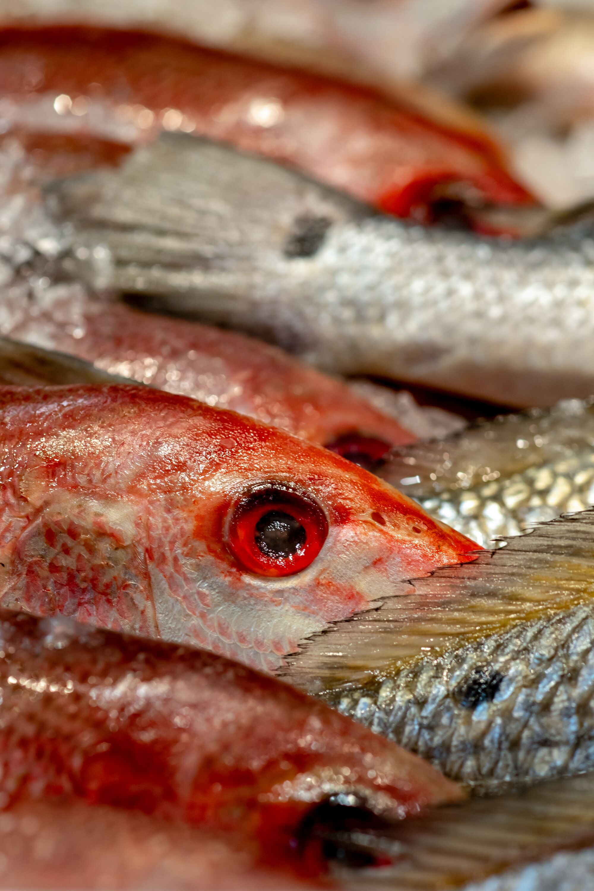 Le vivaneau en soie est empilé sur de la glace au comptoir du poisson. 