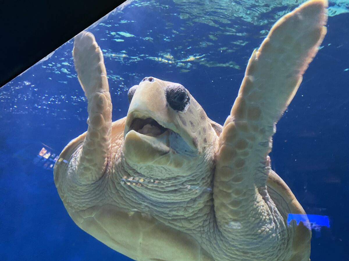 Birch Aquarium at Scripps Institution of Oceanography in La Jolla will celebrate the fifth anniversary of housing this rescued Loggerhead sea turtle with a 'Turtle-versary,' including crafts, sea-turtle science and family-friendly activities 11 a.m.-3 p.m. Jan. 11-12, 2020.