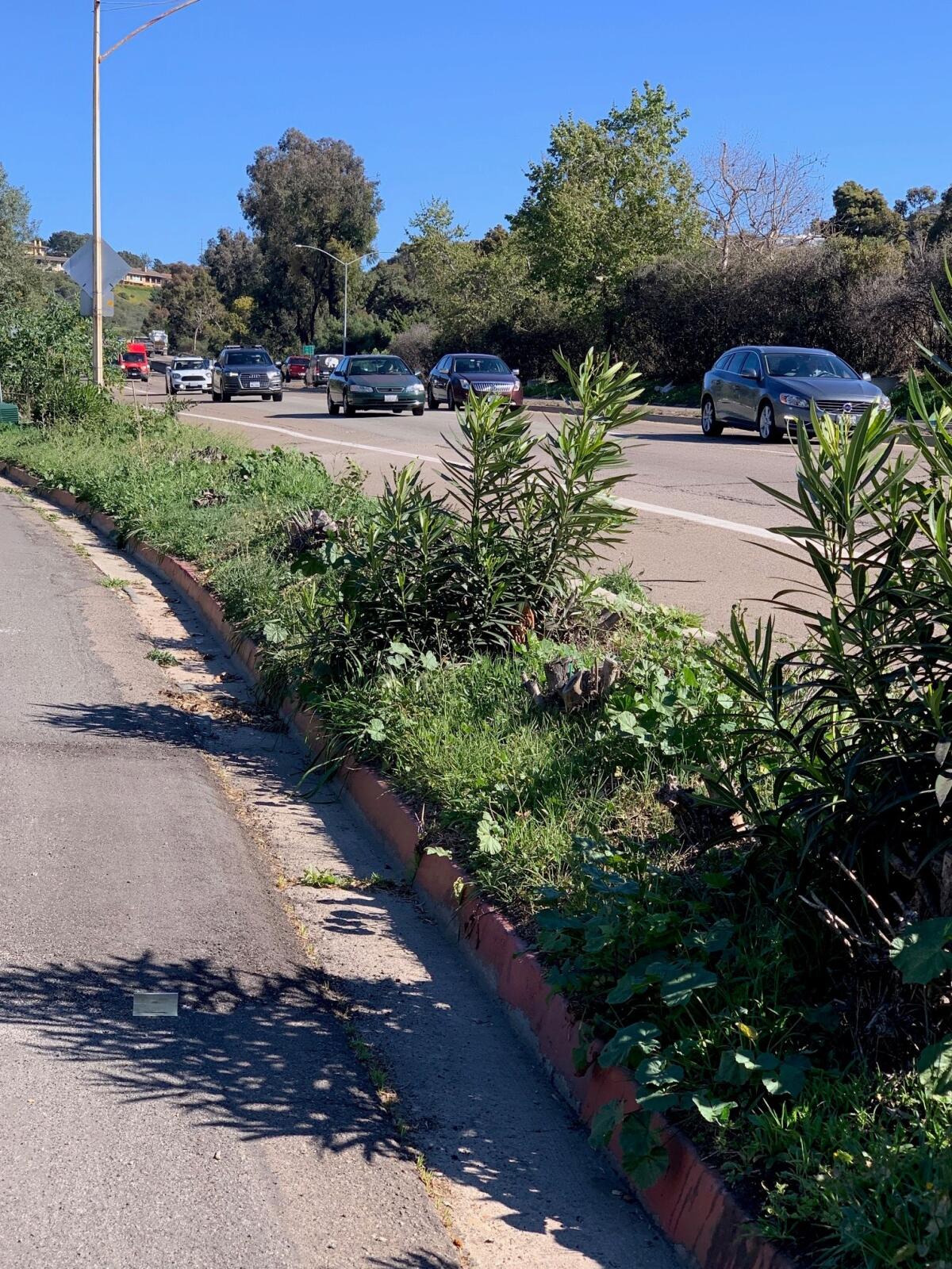 Overgrown vegetation lines La Jolla Parkway, which some residents want to see cleaned up.