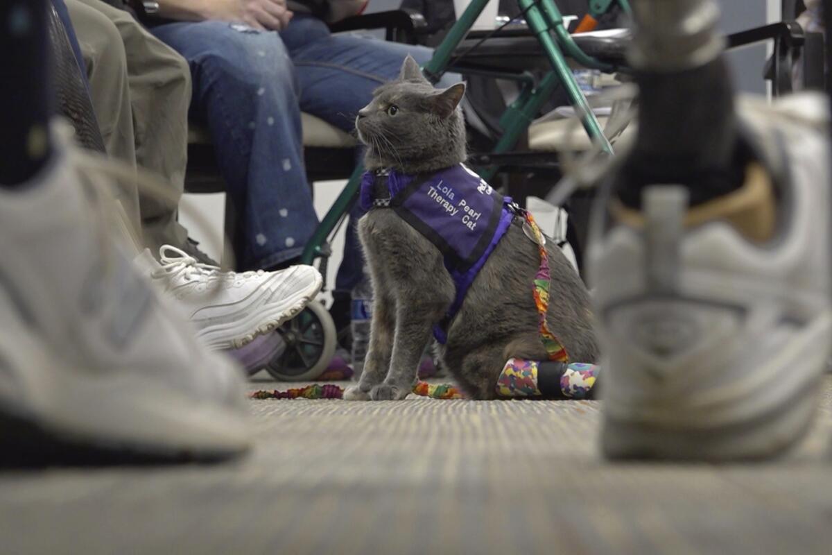 Lola-Pearl wears a purple vest identifying her as a therapy cat