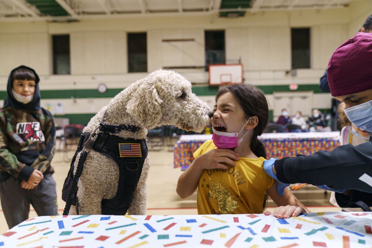 A therapy dog licks a girl's face as she receives a vaccine