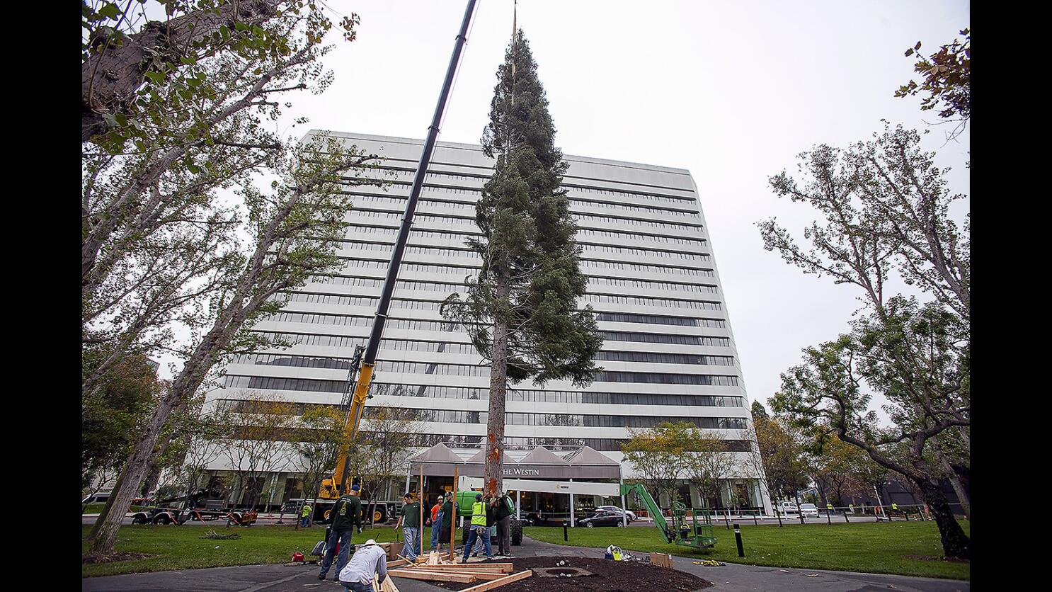 christmas tree south coast plaza｜TikTok Search