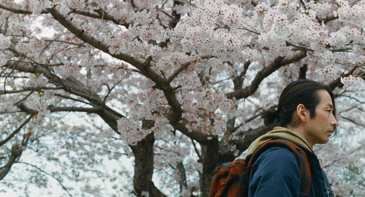 A man walks among cherry blossoms.