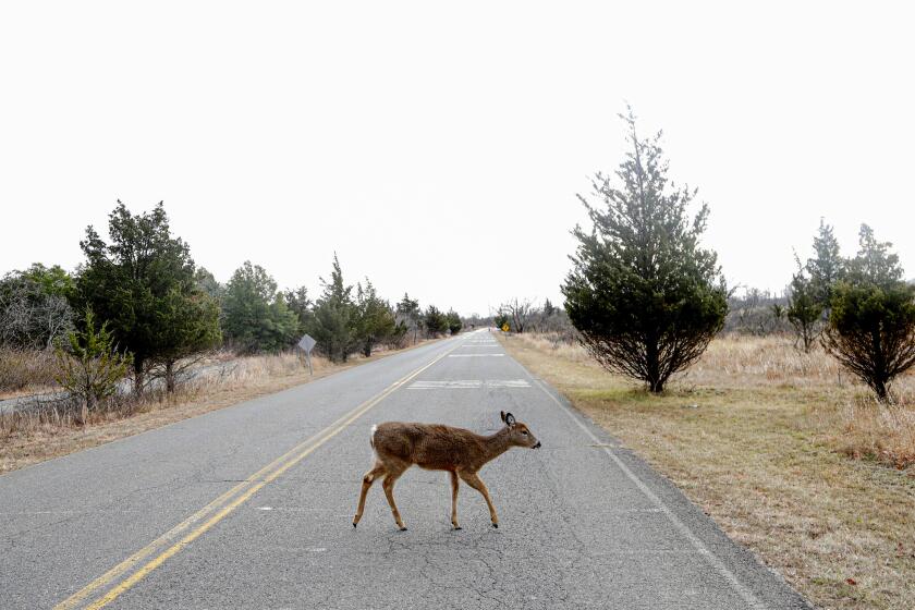 A deer crosses Atlantic Drive inside the Gateway National Recreation Area - Sandy Hook, N.J., in Highlands, N.J. 