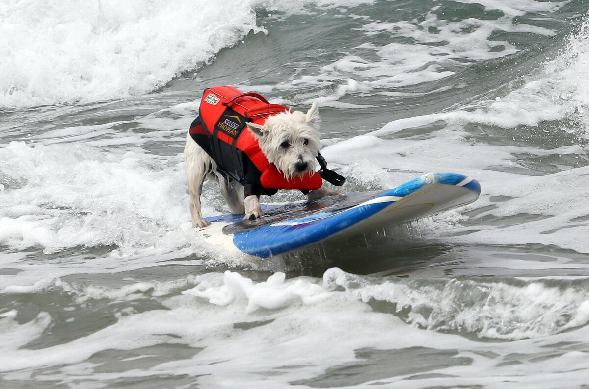 Petey, a West Highland white terrier from Huntington Beach, rides the waves.