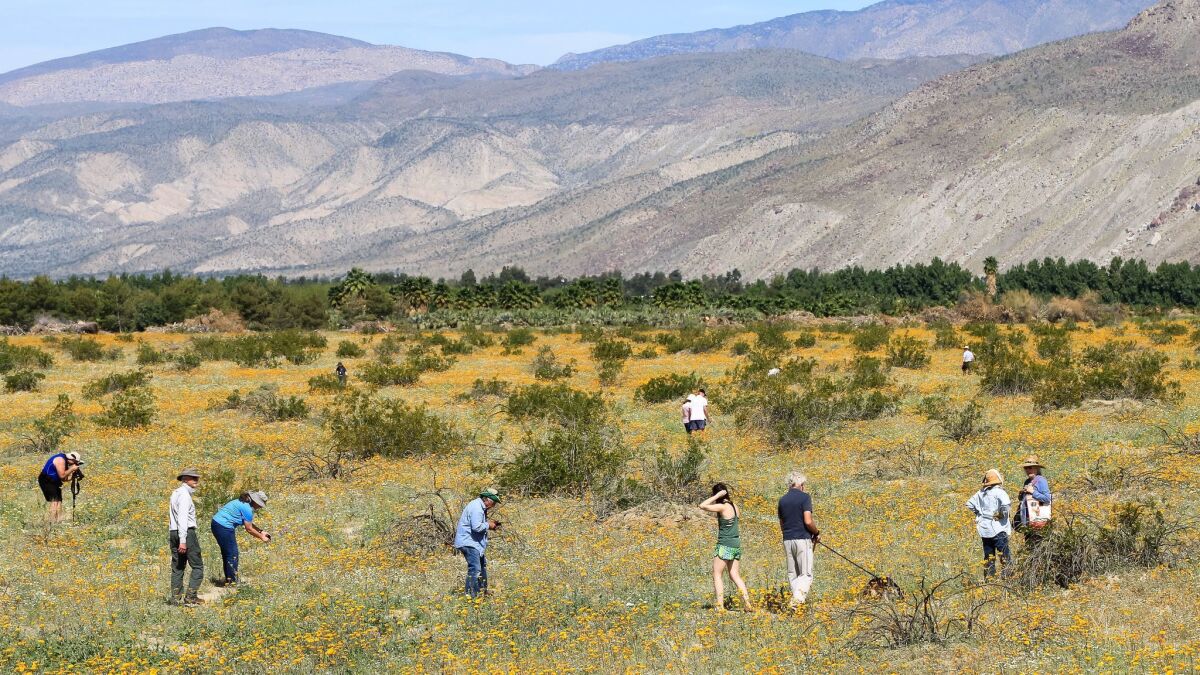 Hundreds of thousands of visitors came to Borrego Springs and the surrounding Anza-Borrego Desert State Park last March to view a Super Bloom of desert wildflowers. Lack of rain this winter pretty much has doomed a repeat this spring.