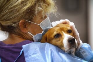 1162631 sd-me-beagle-rescue_NL San Diego, CA July 24, 2022 Helen Woodward Animal Center employees and volunteers check in 45 of the over 4,000 beagles rescued from a lab-testing breeding facility in Virginia. Here, volunteer Dana Flach comforts Sophia, a seven year old female as she is examined and vaccinated at the center during the enormous task of intaking the rescued animals which arrived late on Saturday. The rescue has made national news over the past weeks because of the number of dogs and the conditions in which they were found. This morning the center completed preliminary check-ups, vaccinations and baths for the 45 beagles they received. The beagles will then be placed with foster families and will be up for adoption. Nancee E. Lewis / Nancee Lewis Photography. ©Nancee E. Lewis / Nancee Lewis Photography